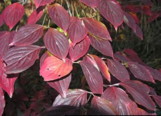 Flowering dogwood (Cornus florida) with dark red fall color.