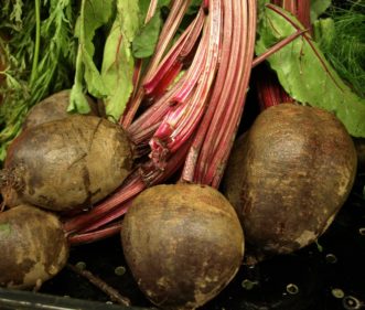 Beets should be harvested at 1½ to 2 inches in diameter.
