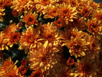 Chrysanthemums come in a variety of colors, such as the ‘Conaco Orange’ Belgian Mum® (Chrysanthemum x morifolium Belgian Mum® ꞌConaco Orangeꞌ).