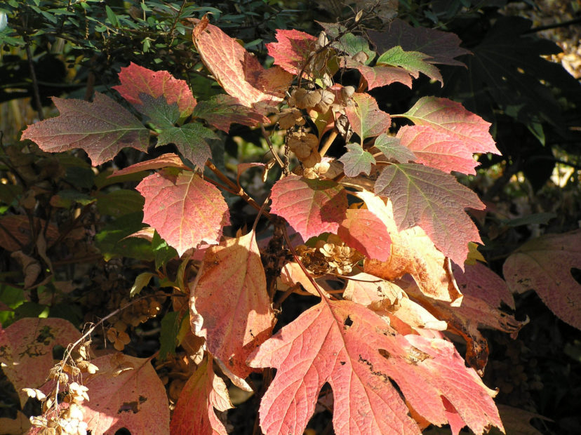 Oakleaf hydrangea (Hydrangea quercifolia) fall color