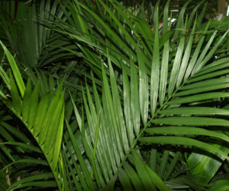 The Cat Palm (Chamaedorea cataractarum) is one of the hardiest parlor palms to grow indoors. 