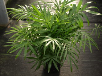 The foliage of a Parlor Palm (Chamaedorea elegans) is similar to that of the Bamboo Palm. 