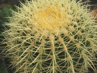 The Golden Barrel cactus (Echinocactus grusonii) is covered with heavy gold-yellow spines.