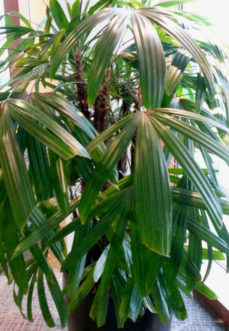 The Lady Palm (Rhapis excelsa) easily adapts to most indoor growing conditions. 