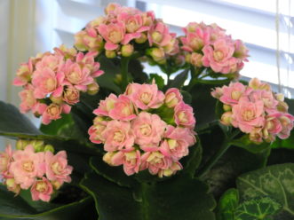 The pink, double flowering variety of kalanchoe (Kalanchoe blossfeldiana) may have as many as 26 petals per bloom.