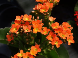 This orange flowering variety .of kalanchoe (Kalanchoe blossfeldiana) will brighten up the indoors. 