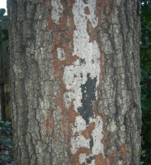 Asexual brown fungal stroma and black sexual stage of Hypoxylon on oak.