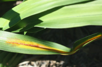 Daylily leaf streak is caused by the fungal pathogen Aureobasidium microstictum.
