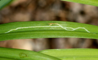 Daylily leafminer damage is more aesthetic, but not extremely significant to plant health.