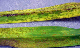 Daylily rust (caused by the fungus Puccinia hemerocallidis) showing erumpent orange pustules on the lower leaf surface.