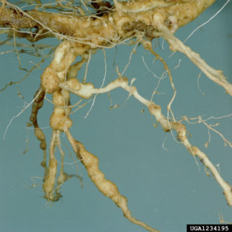 Galls on roots infested with root-knot nematodes (Meloidogyne spp.). Clemson University - USDA Cooperative Extension Slide Series, Bugwood.org 