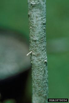 Granulate ambrosia beetle frass (Xylosandrus crassiusculus).