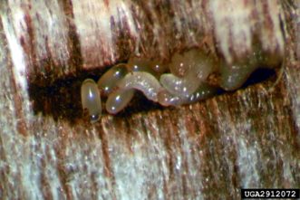 Granulate ambrosia beetle (Xylosandrus crassiusculus) larvae (Motschulsky, 1866).