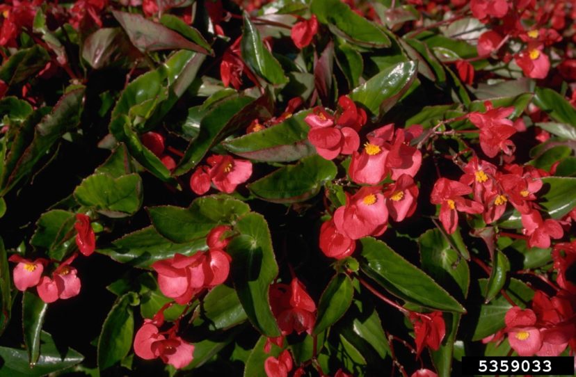Hardy Begonia (Begonia spp.).