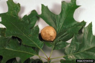 Large oak apple gall, one of many types of oak galls.