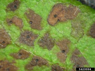 Phyllosticta leaf spot of maple (Phyllosticta cotoneastri).