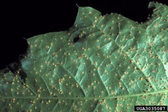 Pine-oak gall rust spore containing pustules on an oak leaf.