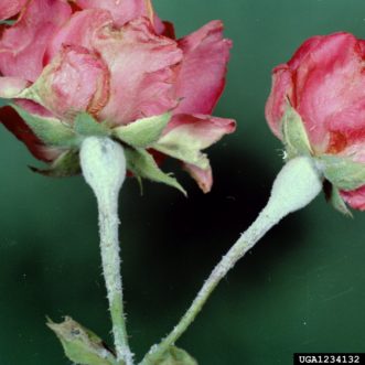 Powdery mildew damage on rose flower buds. 