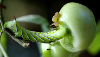 Tobacco hornworm larva (Manduca sexta) feeding on tomato.