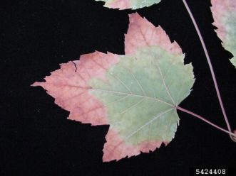 Bacterial leaf scorch of maple (Xylella fastidiosa)