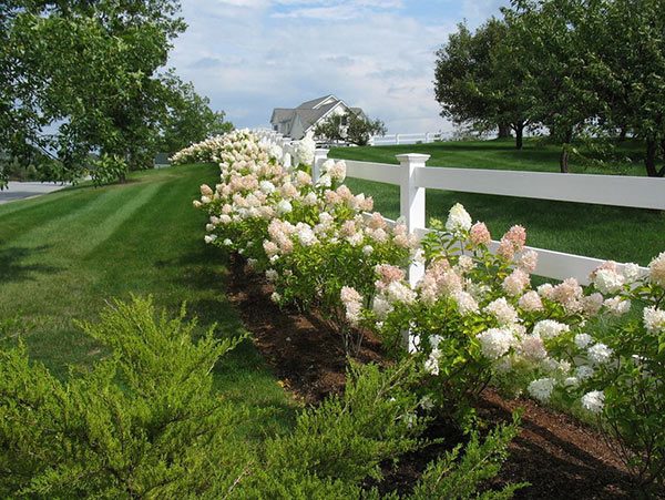 white flower fence