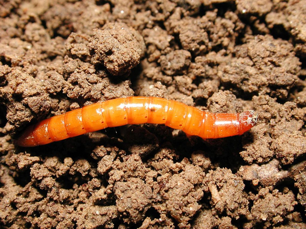 Личинка жука-щелкуна