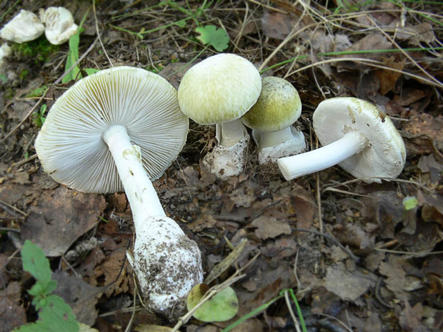 Бледная поганка фото, описание, симптомы отравления грибом 