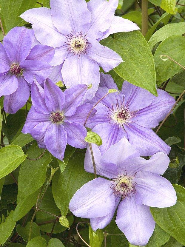 цветки фиолетового клематиса
