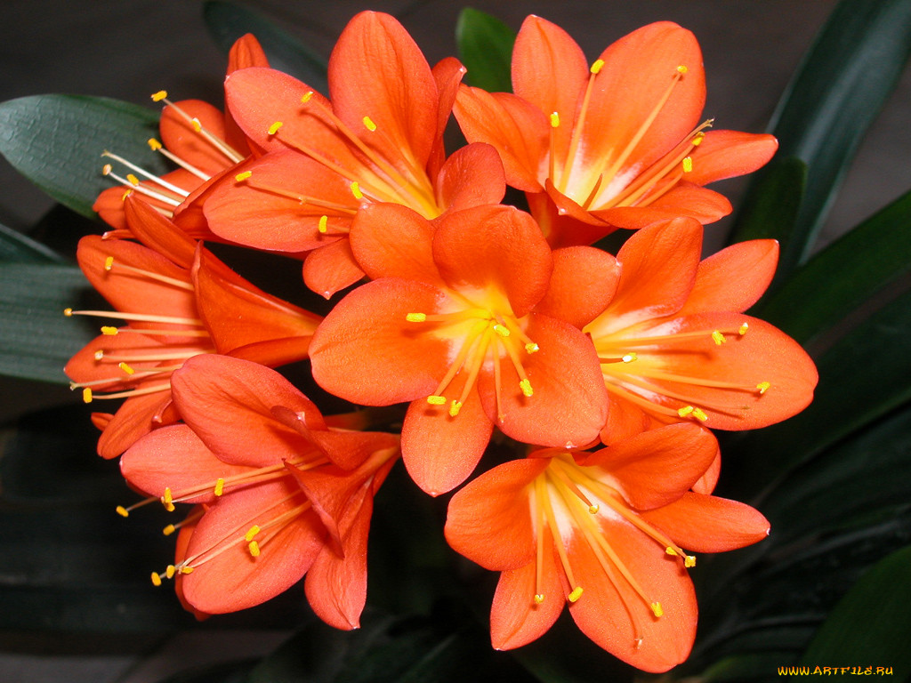 Кливия Цветок Где Купить В Новосибирске