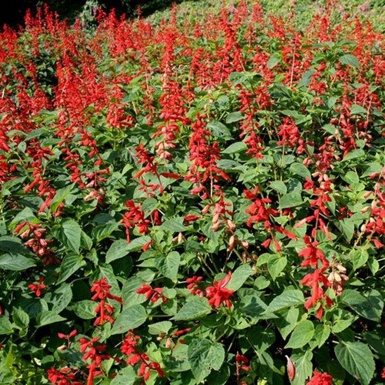 Сальвия высота. Сальвия красная coccinea. Сальвия Кембридж. Сальвия мелколистная. Сальвия ред Скарлет.