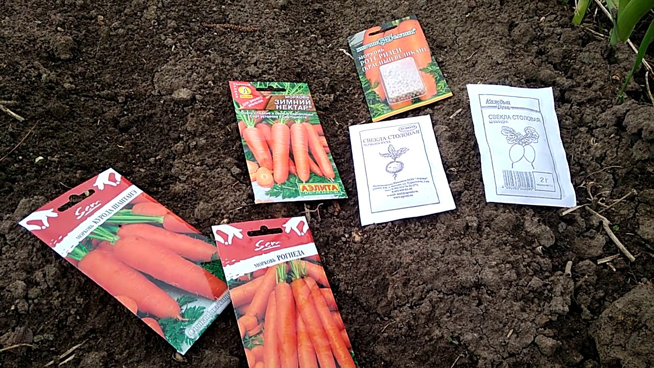 Можно ли перед посадкой моркови. Сорта моркови для посадки весной. Морковь для подзимнего посева сорта. Семена моркови для зимней посадки. Сорта моркови для посадки под зиму.