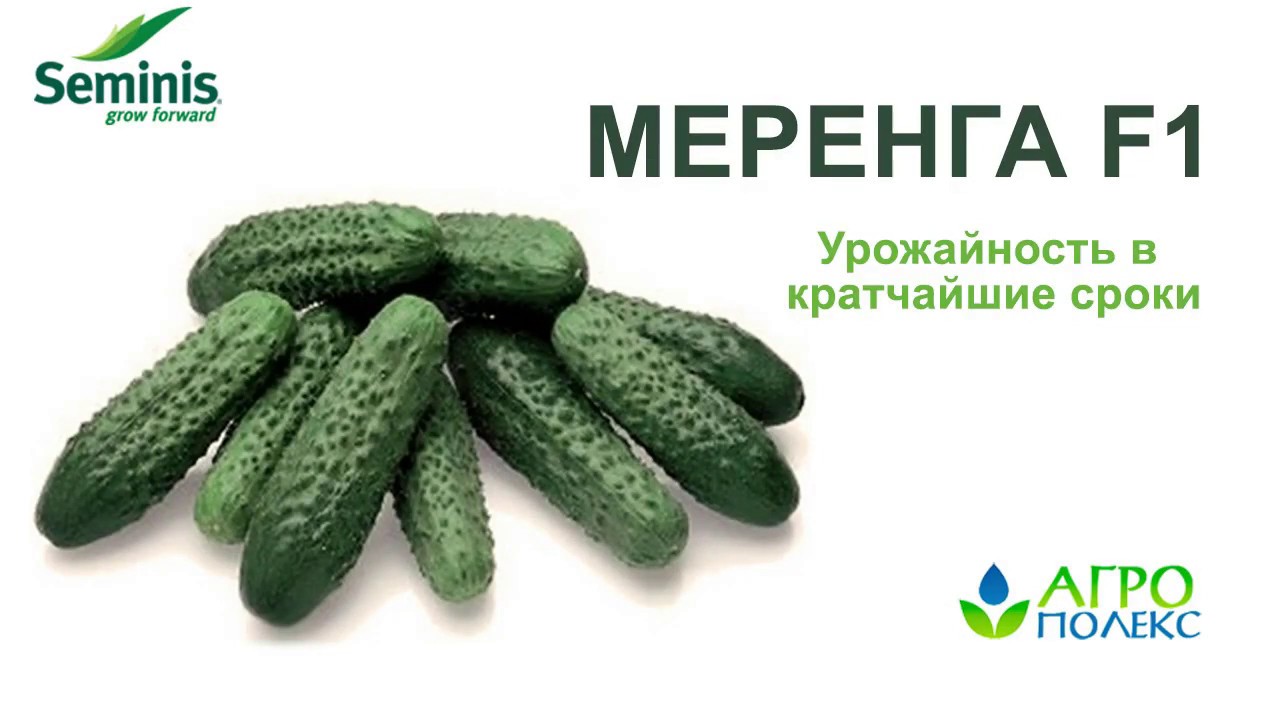 Сорт огурцов меренга отзывы фото