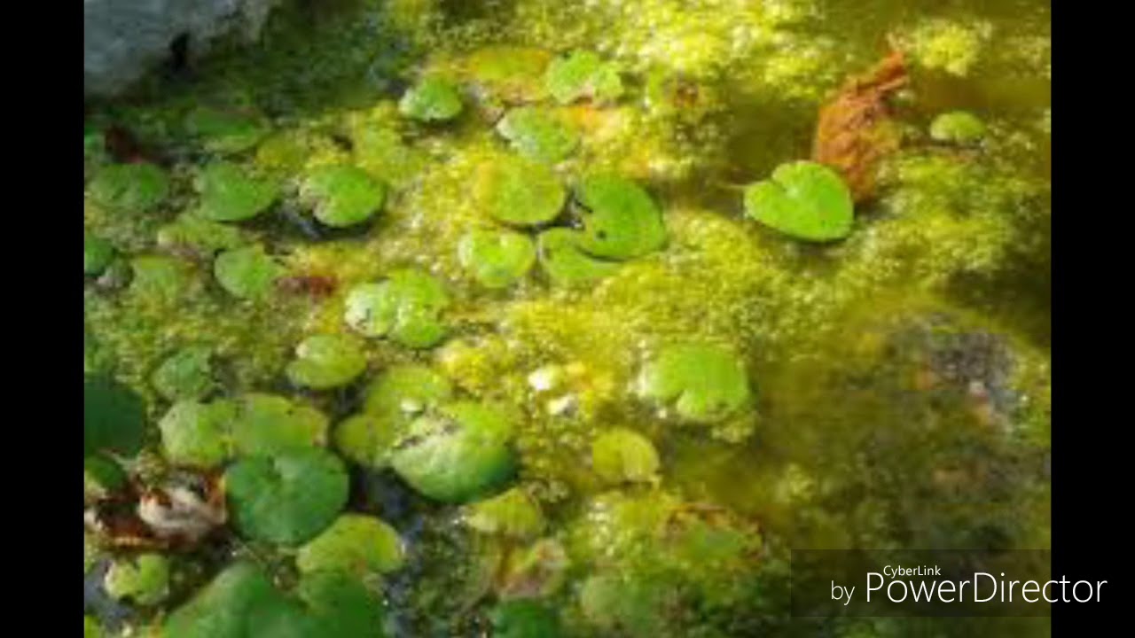Почему позеленела вода. Хламидомонада цветение воды. Цветение воды цианобактерии. Уруть Прудовая. Зелёные водоросли гидрофиты?.