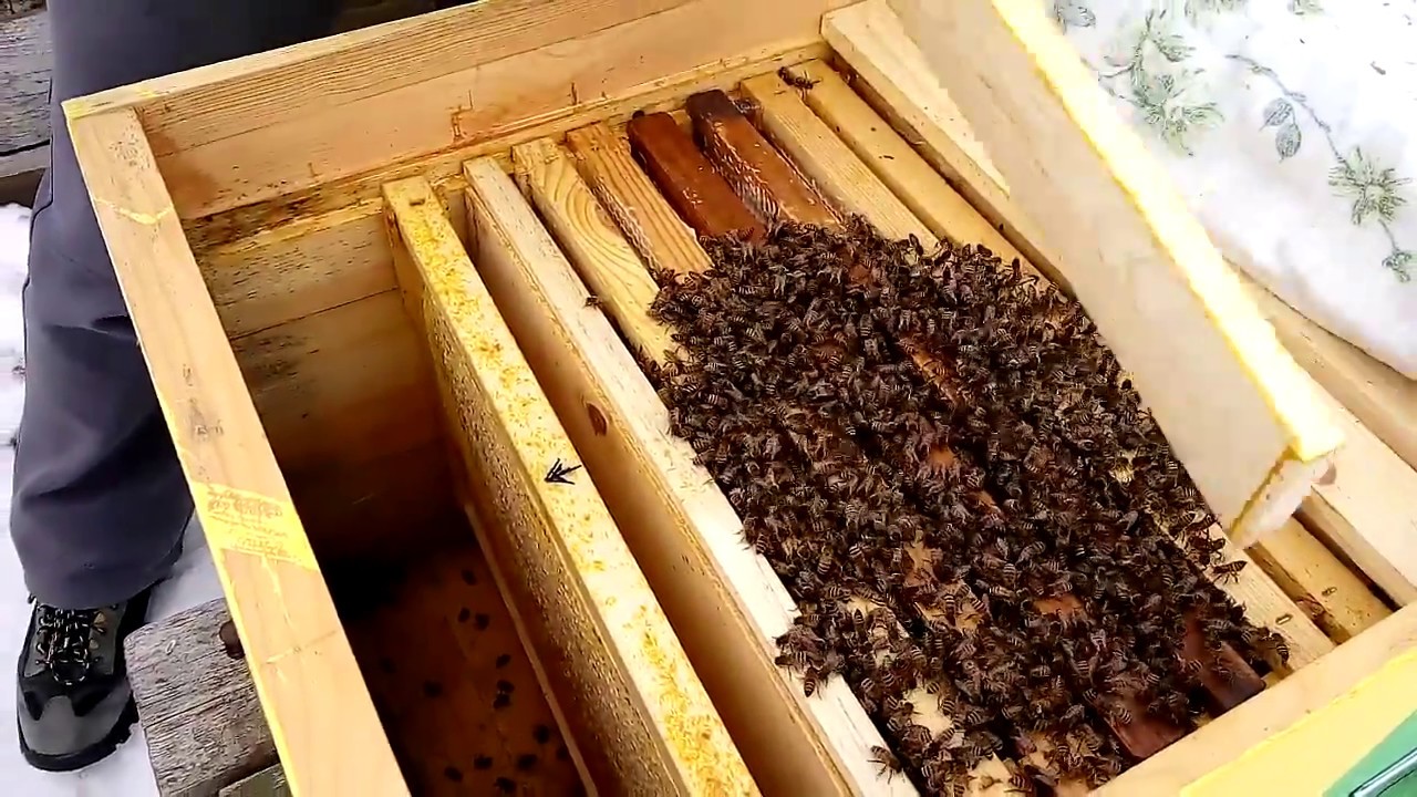 Жизнь домашних пчел