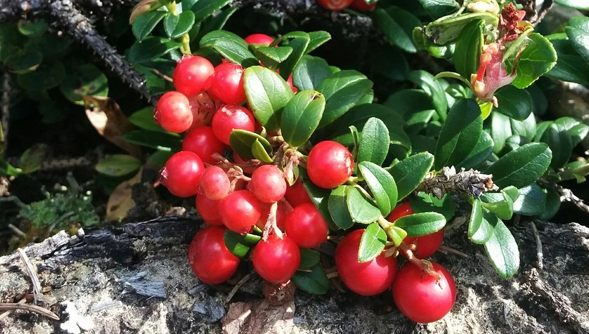 Кустовые ягоды фото и названия