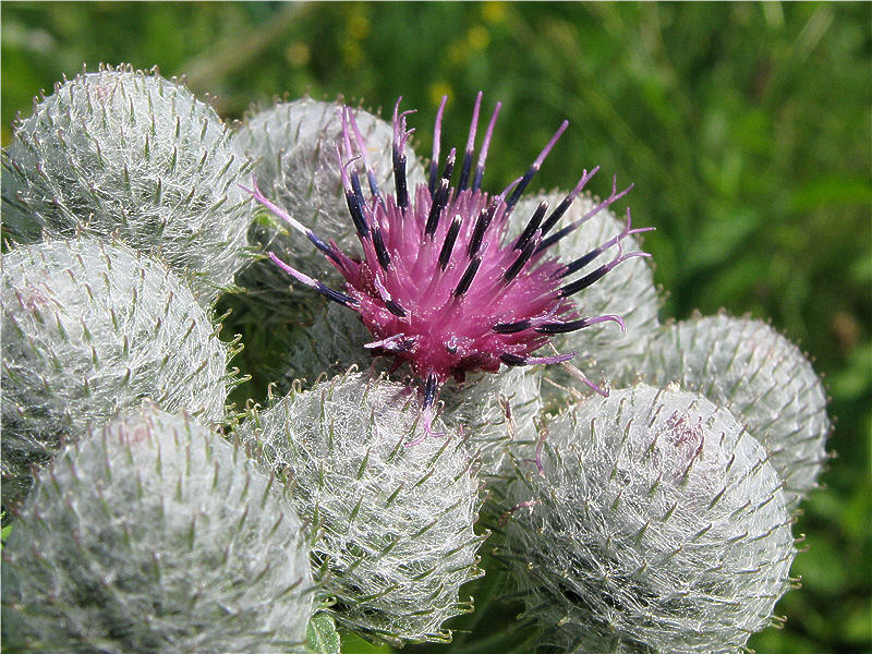 Репейник. Цветение репейника. Лопух (Arctium), или репейник. Лопух войлочный. Лопух соцветие.