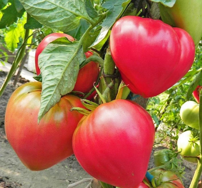 Розовые помидоры - сердцевидный Абаканский