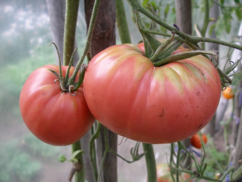 Розовые помидоры - урожайный Цунами