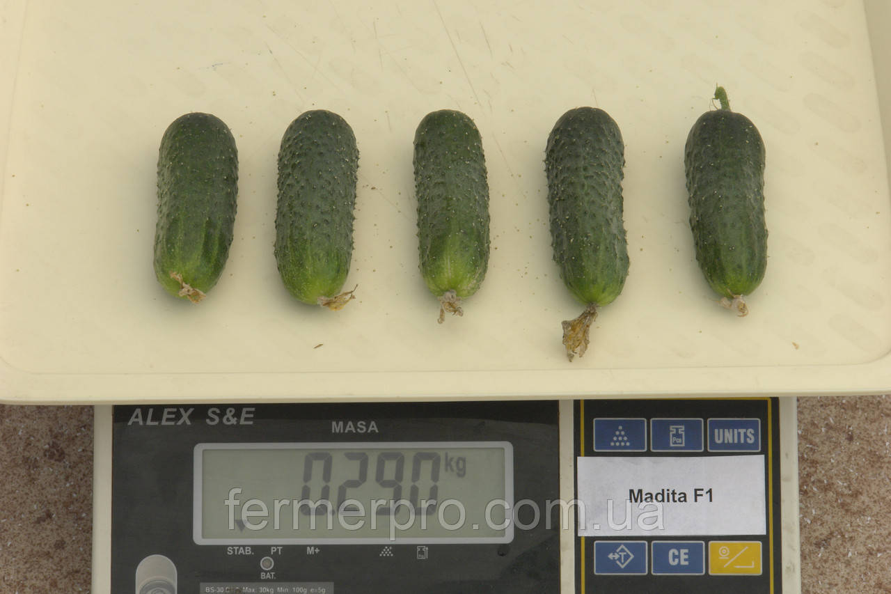 Меренга f1. Огурец Мадита f1. Семена огурец меренга f1. Огурец меренга f1 250 семян. Огурец Прогресс f1.