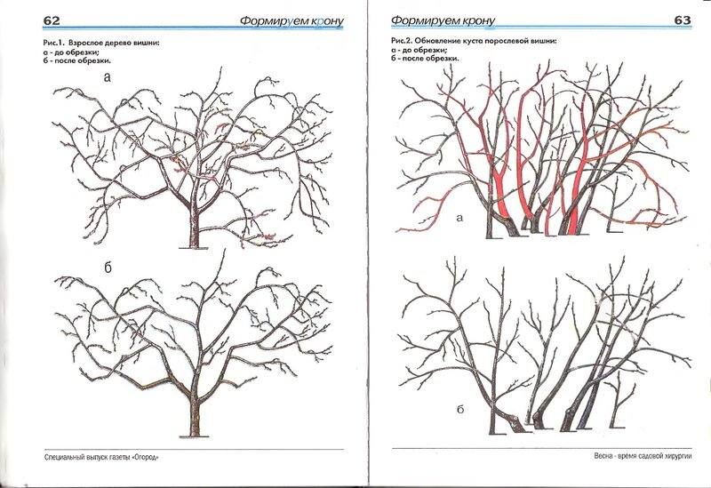 Обрезка начинающих в картинках пошагово. Обрезка вишни схема. Обрезаем вишню осенью схема. Когда обрезать вишню весной. Схема обрезки вишни весной.