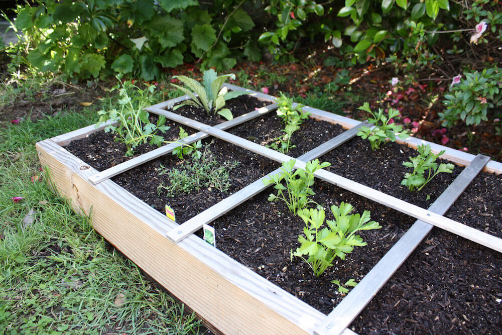 celery grows next to thyme