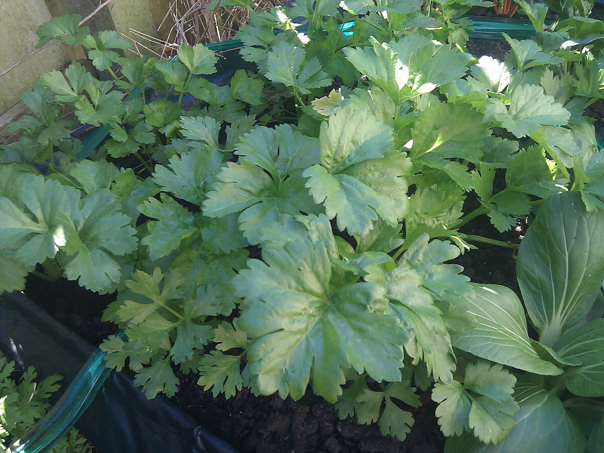 celery growing in garden