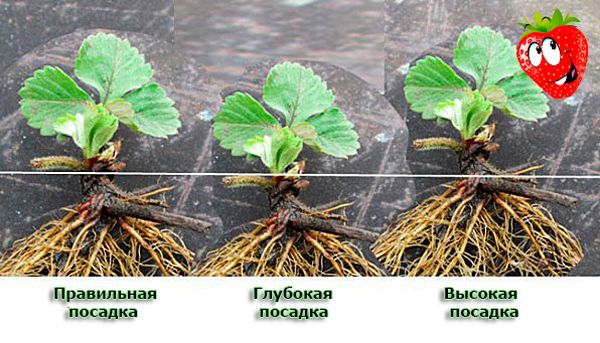 Схема правильной и неправильной посадки садовой клубники