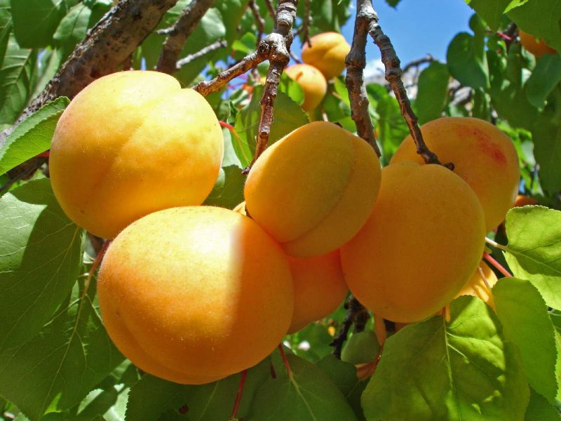 абрикос анансный