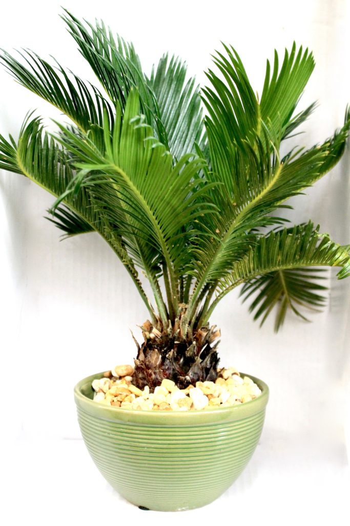 Sago Palm :: Toxic Plants to Pets :: Leafandpaw.com