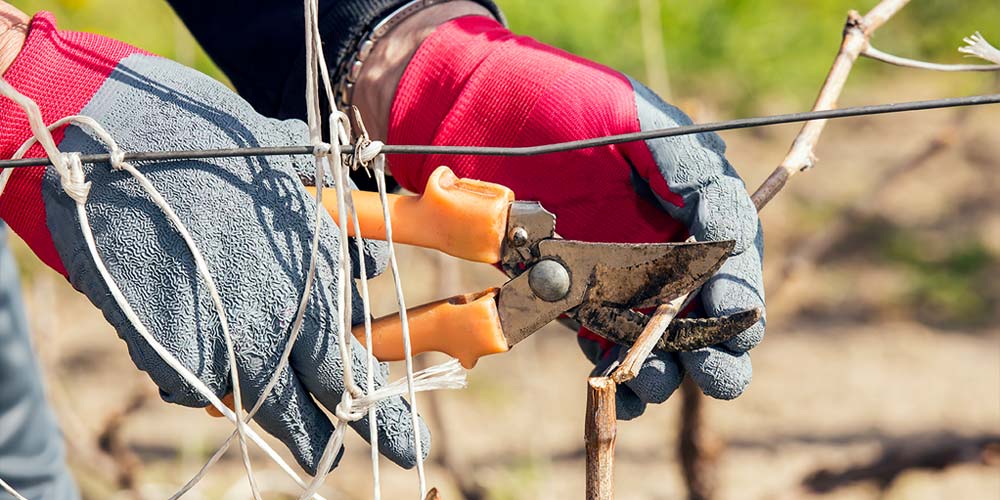 Pruning A Grapevine