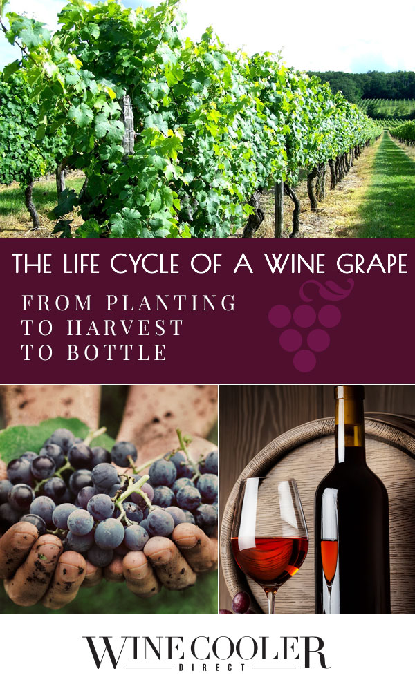 The Life Cycle of a Wine Grape