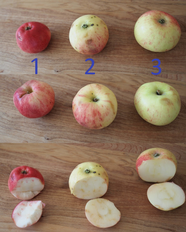 Влияет ли сорт яблок на скорость засушивания. Сорт кислосладких яблок. Сорт яблони Крюгер. Сладкие яблоки.