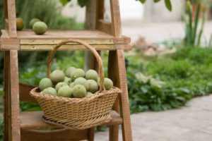 Посадка грецкого ореха: пошаговые рекомендации по взращиванию и уходу