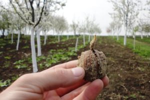 Посадка грецкого ореха: пошаговые рекомендации по взращиванию и уходу